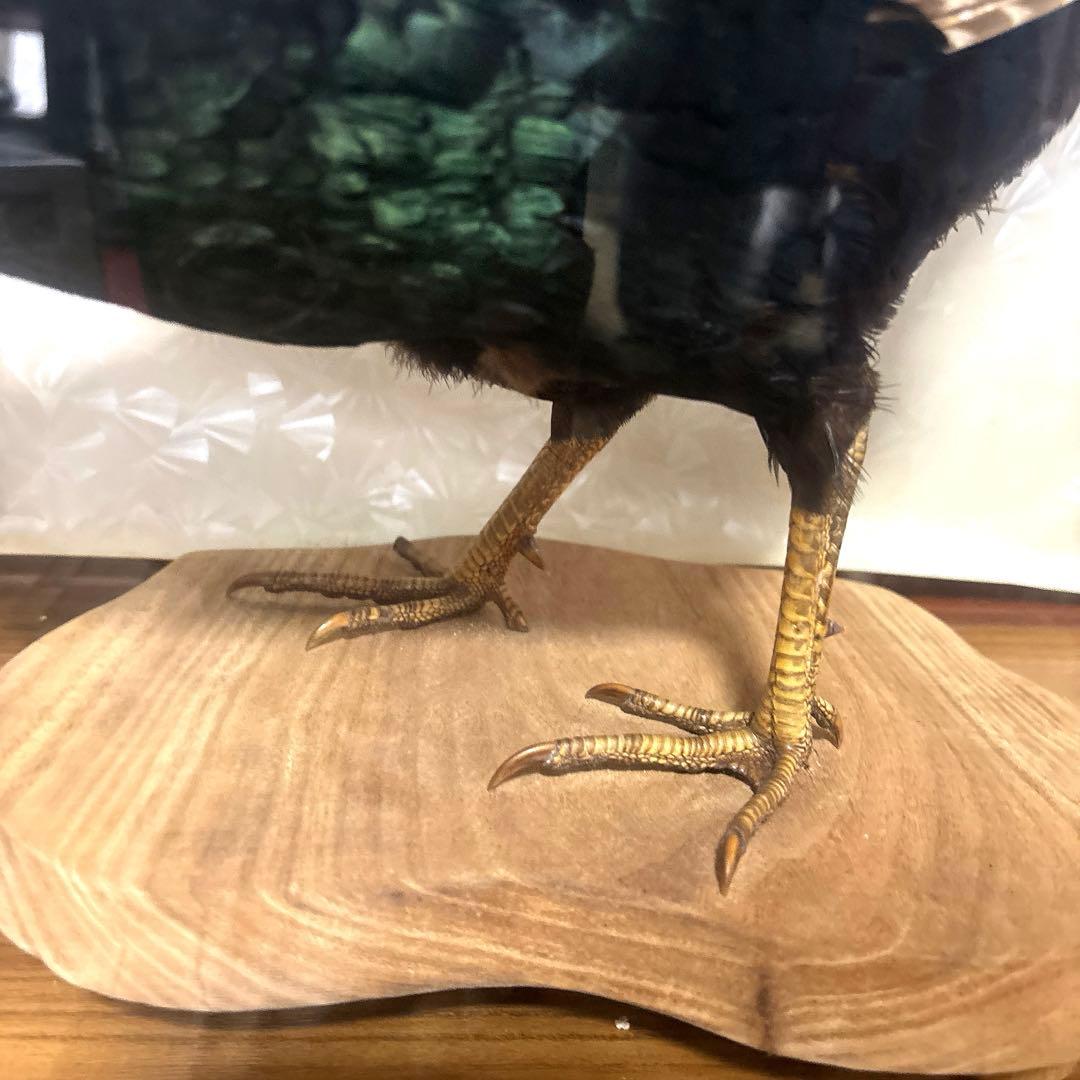 雉　鳥類標本 ガラスケース付き