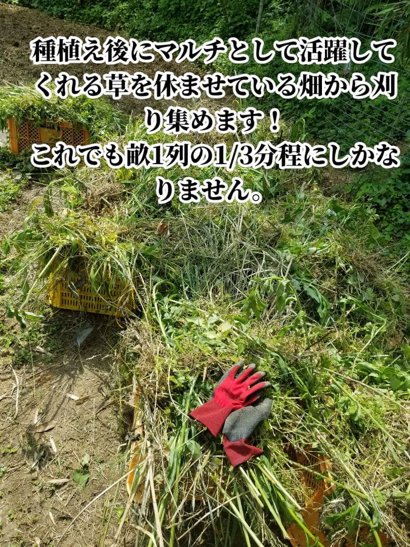 yukinko33　古根生姜 農薬肥料不使用　5kg