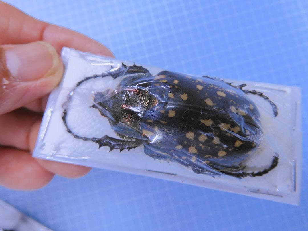 標本 Cheirotonus formosanus pair 46-55mm