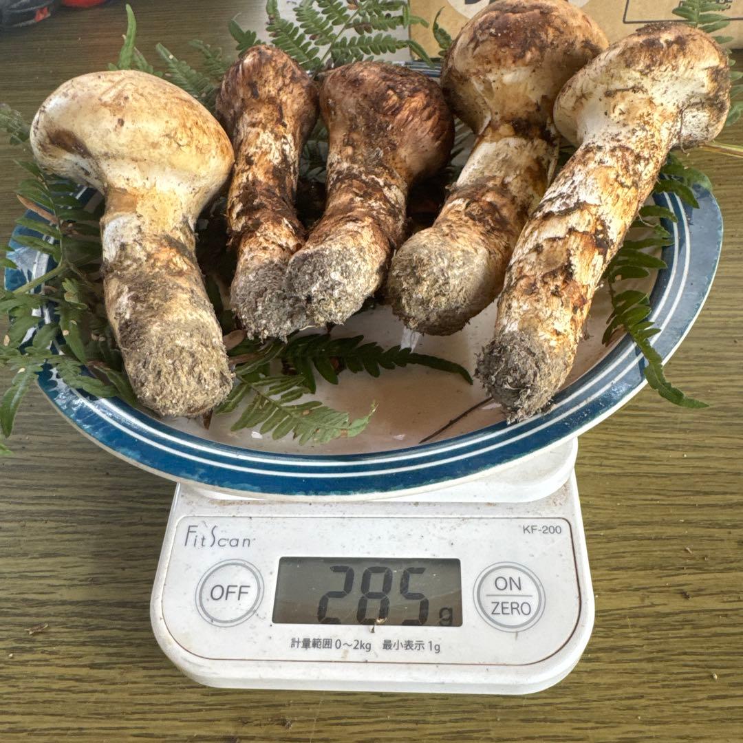 10/13昼採れ南信州産松茸280g