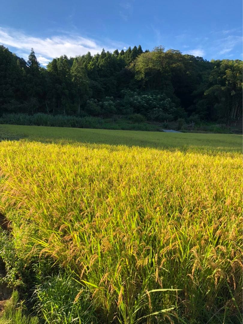 tacoです*୨୧⑅