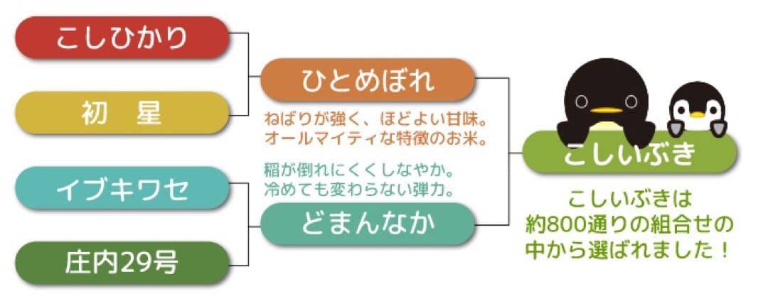 tacoです*୨୧⑅