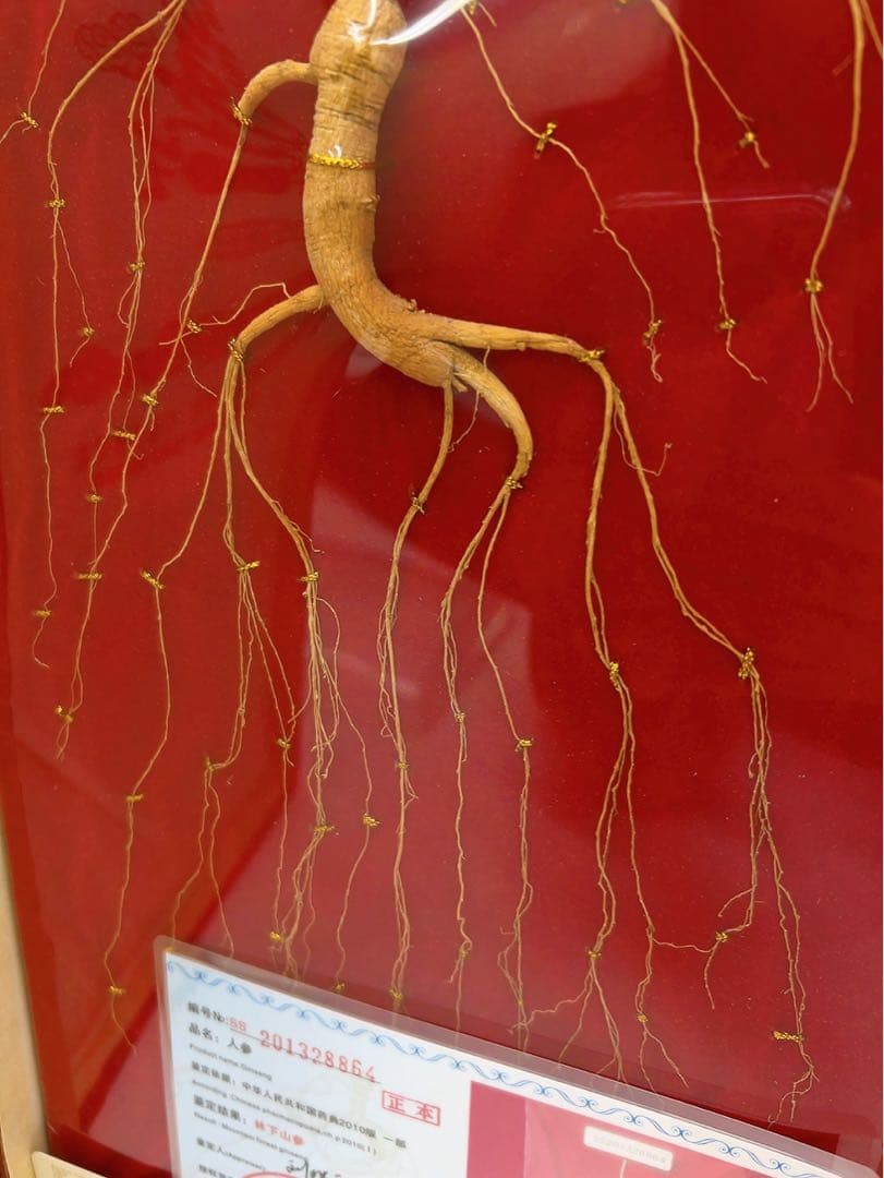 1ADM019 【超希少】野生 山参（サンサム）中国東北部深山 高麗人参