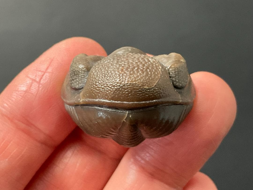 三葉虫 エルドレドゲオプス [PH98] 化石 最高品質