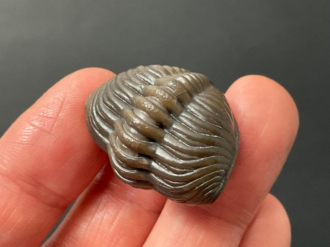 三葉虫 エルドレドゲオプス [PH98] 化石 最高品質