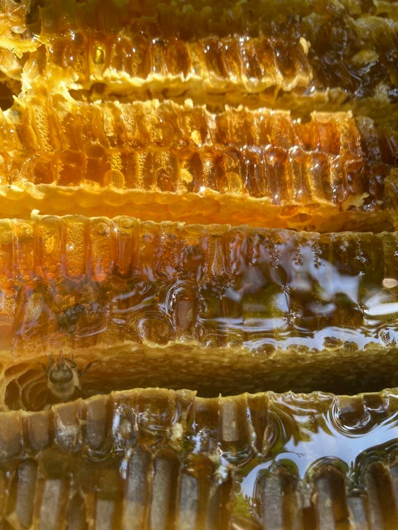 あやたん　ニホンミツバチ　巣蜜　コムハニ　935g