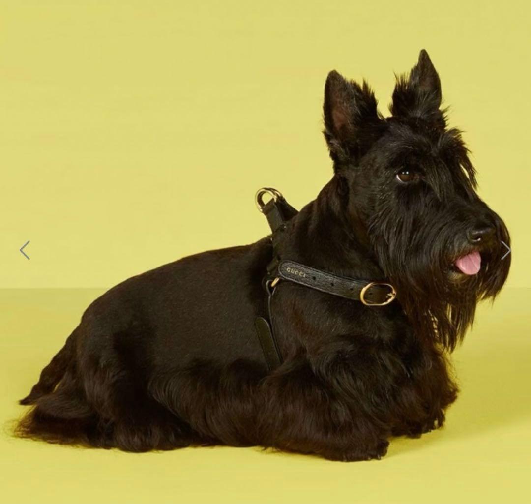 【新品】GUCCI 犬 ハーネス ロゴ入り ペット ブラックレザー ゴールド