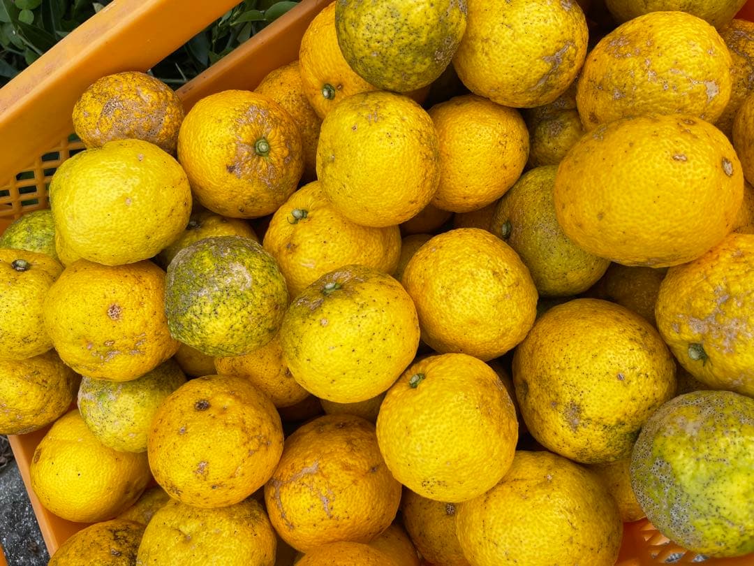 高知県産 農薬不使用 ゆず20kg