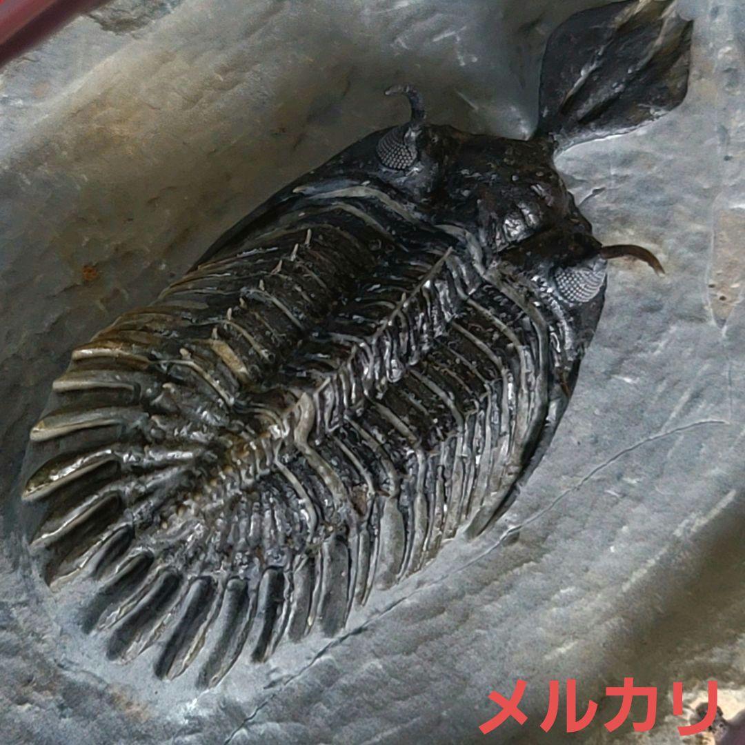 トゲトゲ！三葉虫【Walliserops lindoei】化石 モロッコ