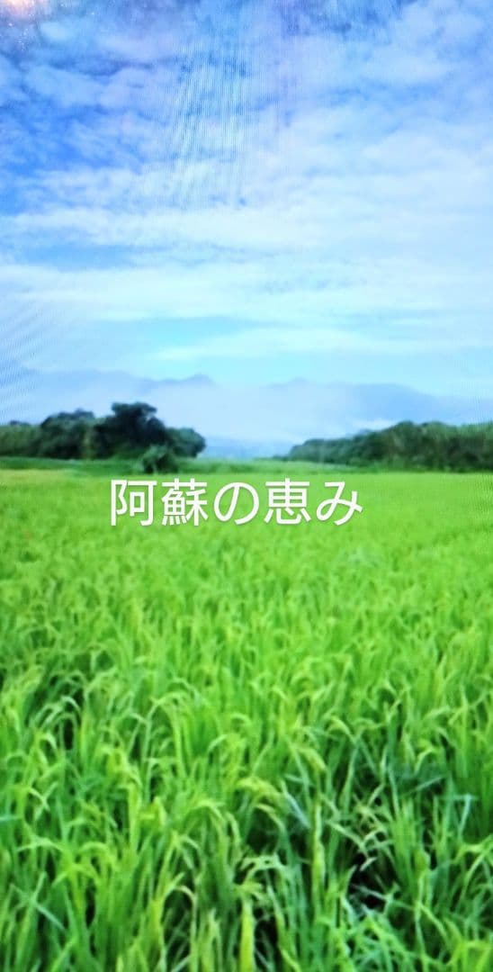 2 令和7年 自然栽培米 亀の尾20kg精米