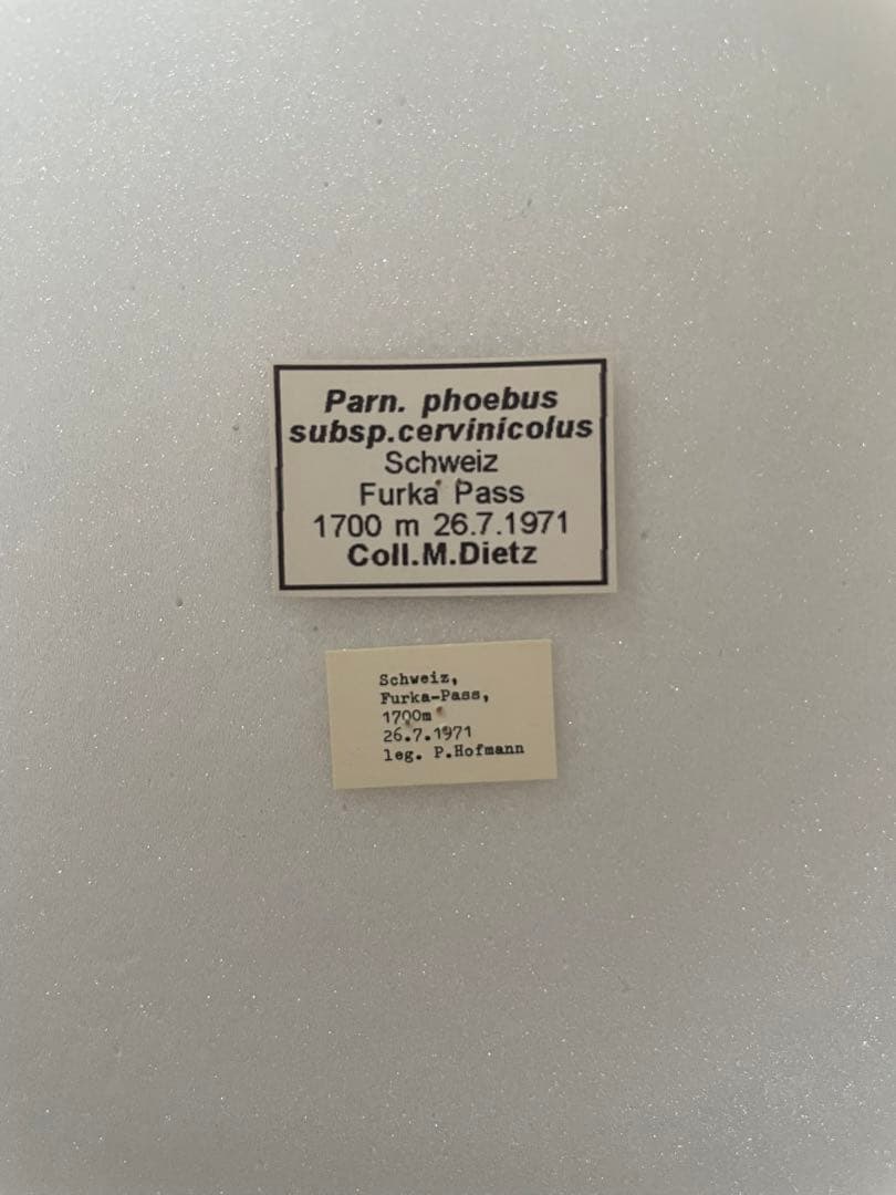 パルナシウス/P.sacerdos（スイス・アルプス産、1オス）