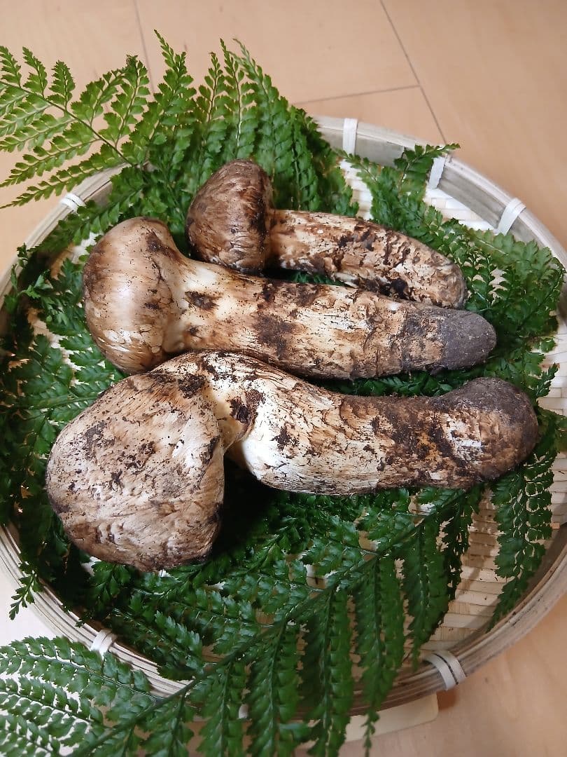 山形県産 松茸 国産 マツタケ まつたけ 松茸専門販売採取その18