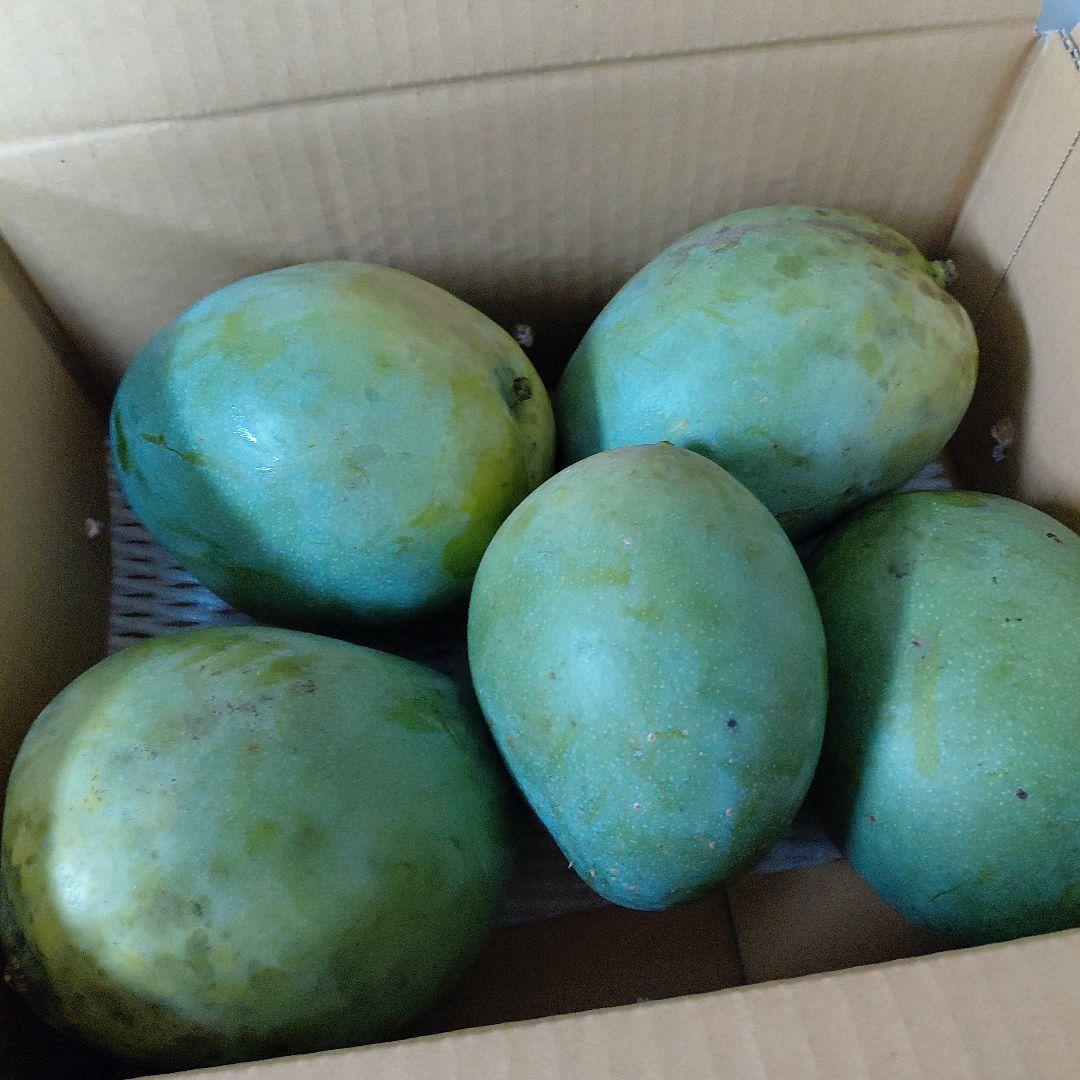 追熟型④　キーツマンゴー５玉