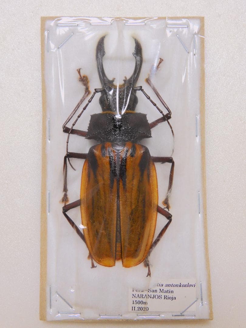 ペルー産　アントンウスバカミキリ 96mm