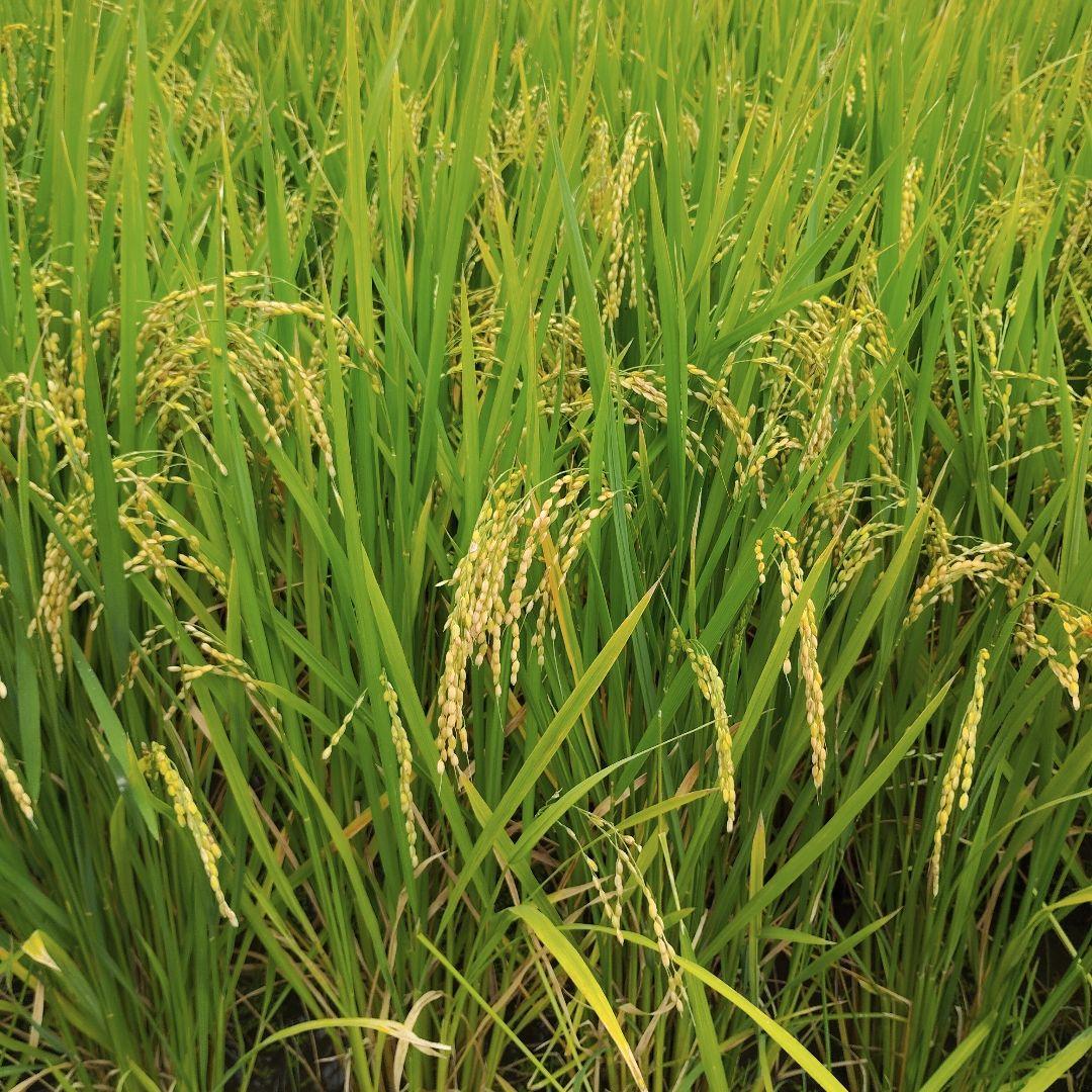 つばつば　彩のかがやき　10キロ