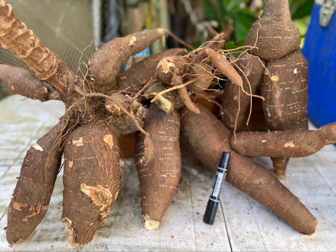 キャッサバ芋　　aさん専用