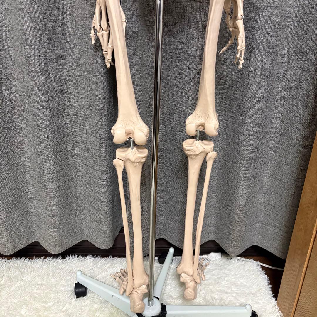 骨模型　全身　等身大　キャスター付　整体院　整骨院