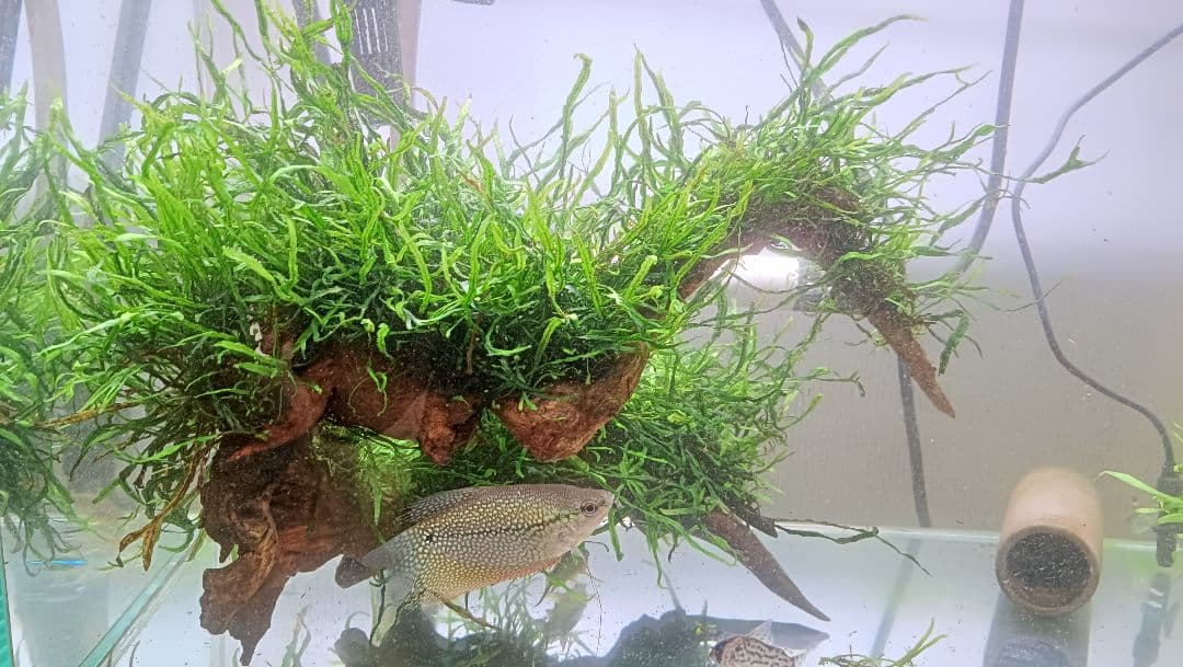 ミクロソリウム　本ナロー　流木2本