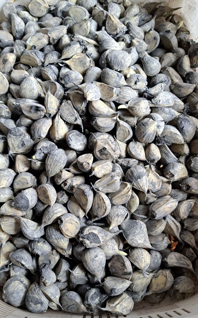 青森県産ニンニク種子