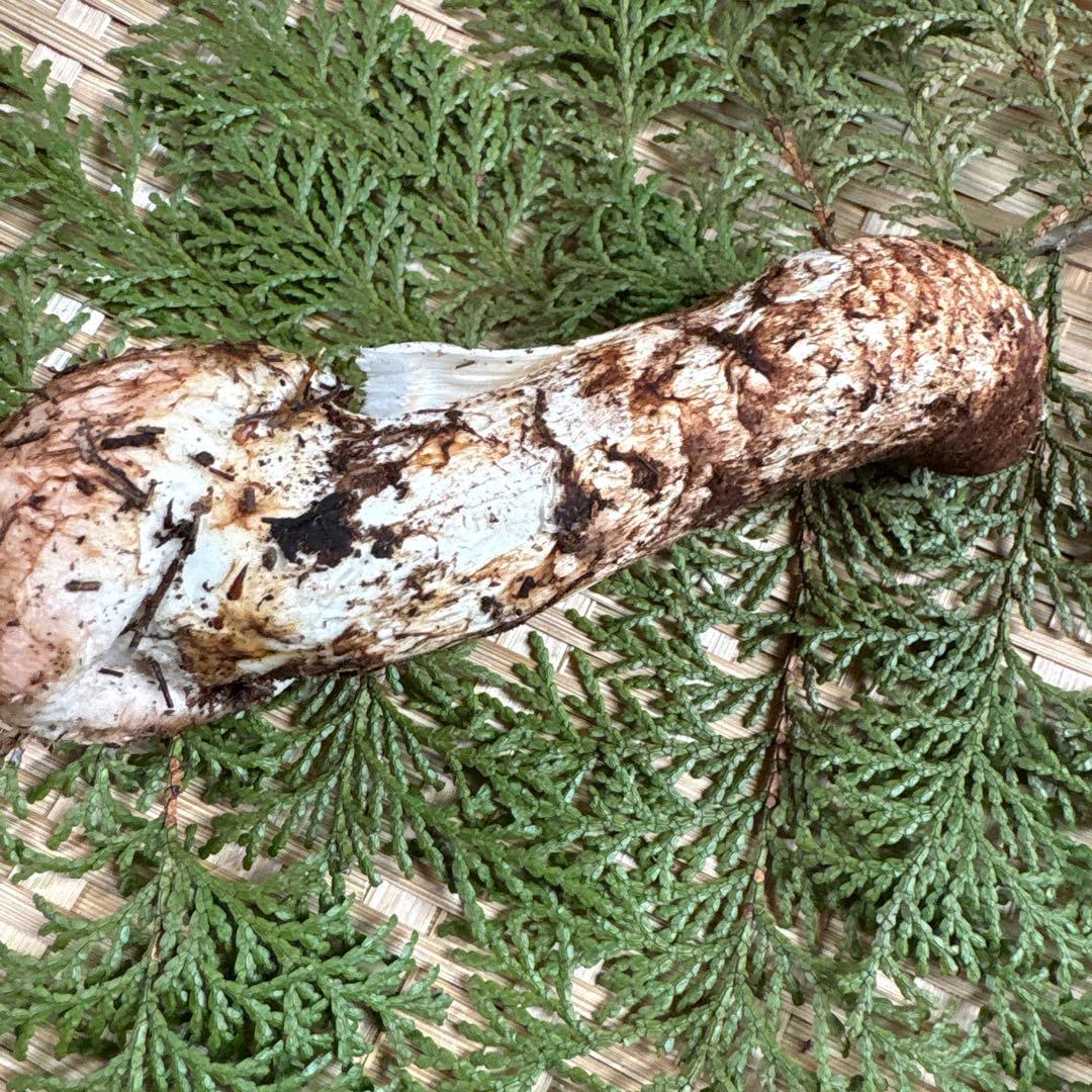 長野県南信州産‼️松茸 93g 11/11朝採れ