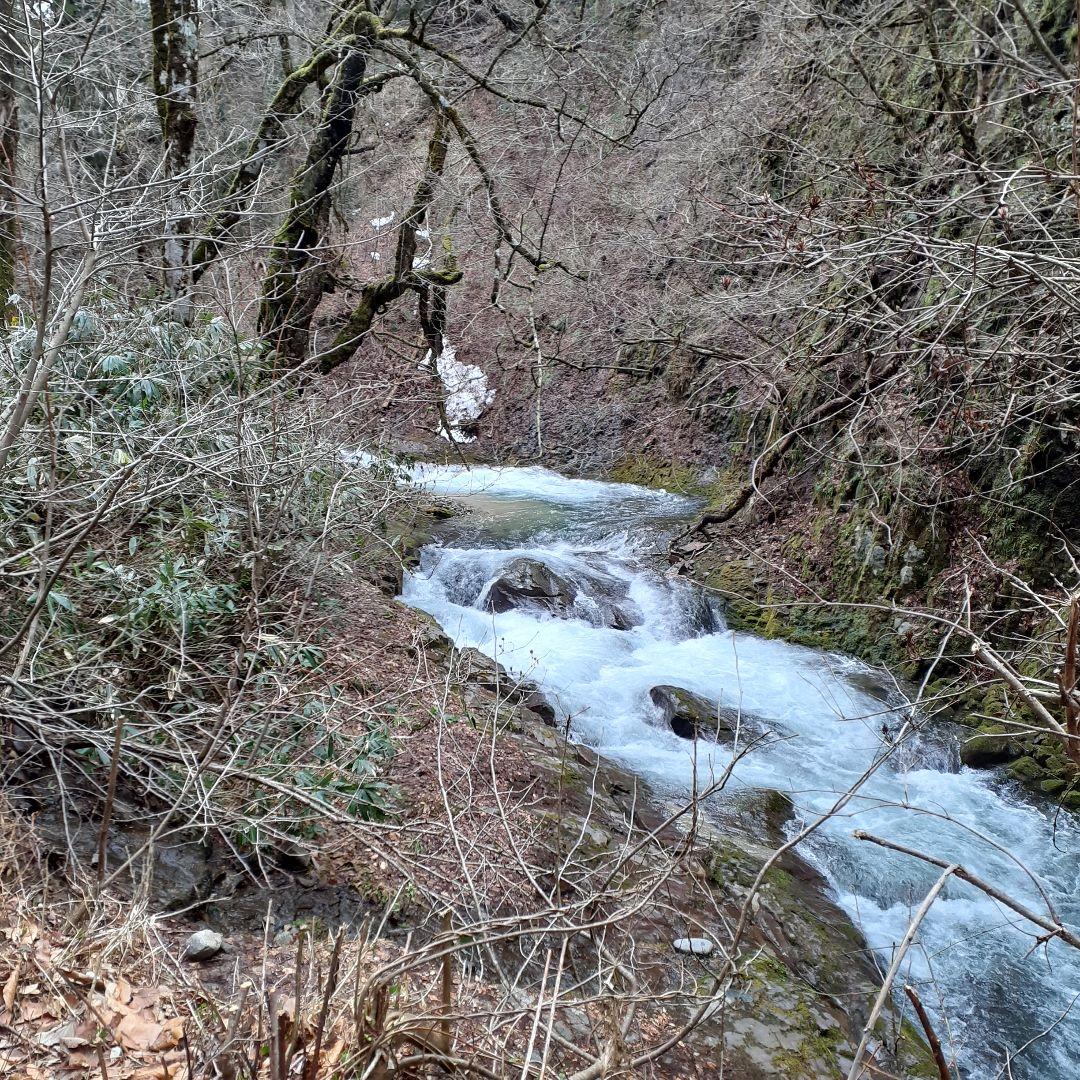 秋田県産 葉わさび 山わさび 採れたて