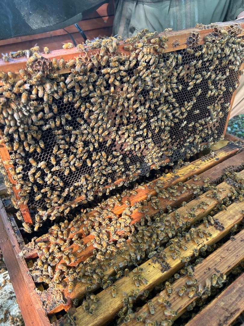 信州産　アカシアはちみつ 1,200g×2本