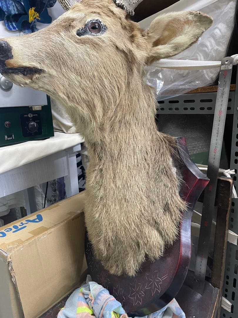 剥製 シカの頭部 壁掛け用
