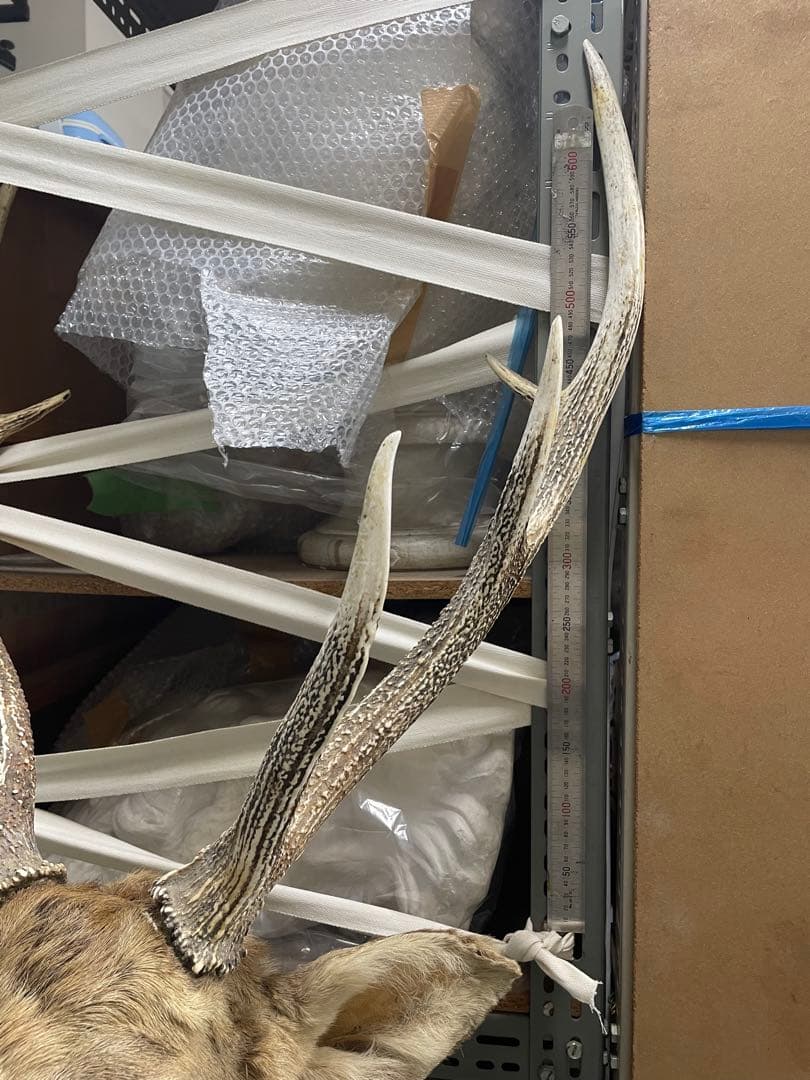 剥製 シカの頭部 壁掛け用