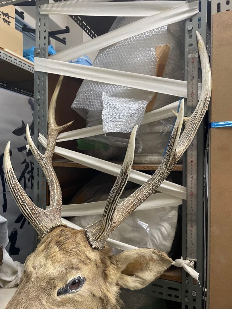 剥製 シカの頭部 壁掛け用