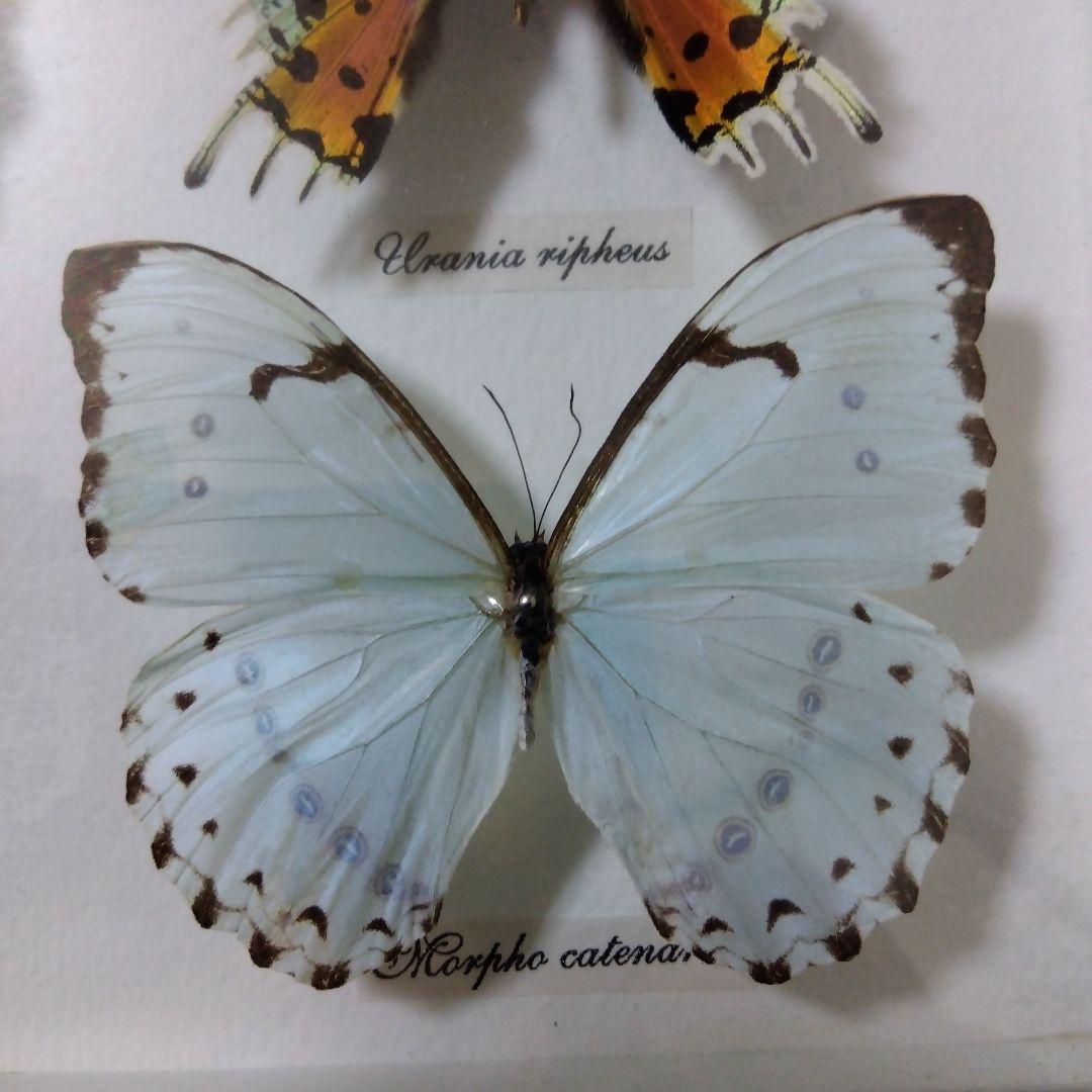 オオルリアゲハ他熱帯性蝶類合計9種類