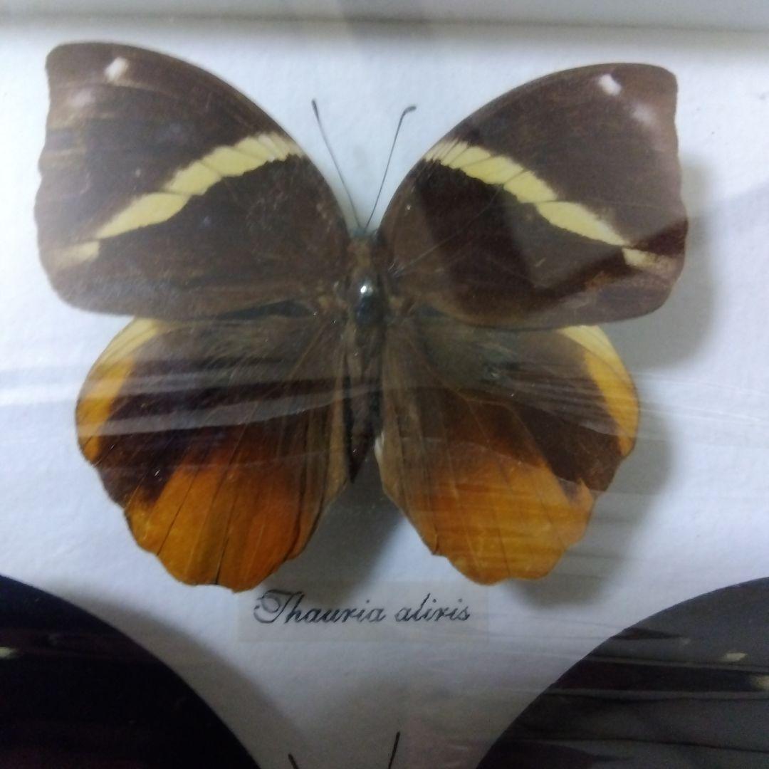 オオルリアゲハ他熱帯性蝶類合計9種類