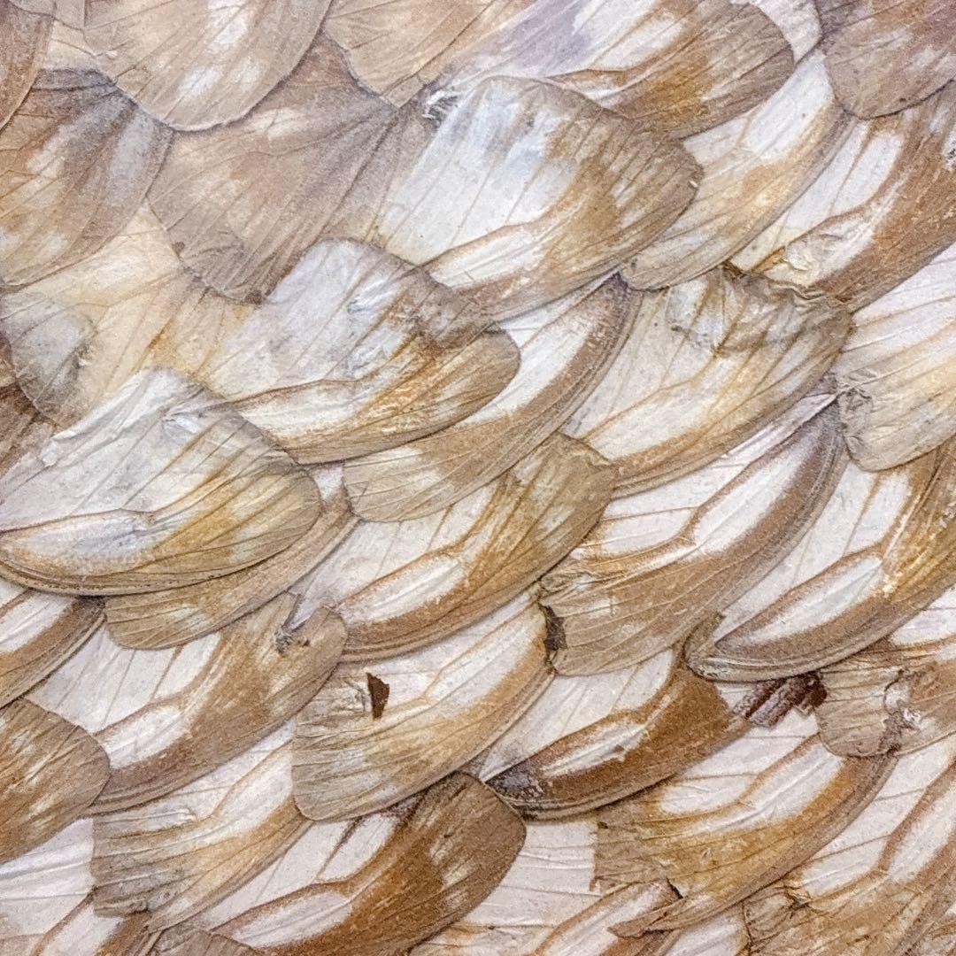 珍品 アンティーク 蝶画 羽 ナポレオン 特大サイズ ヴィンテージ レトロ 騎馬