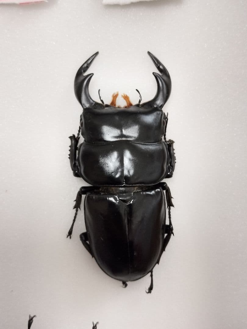 インドアンタエウスオオクワガタ標本