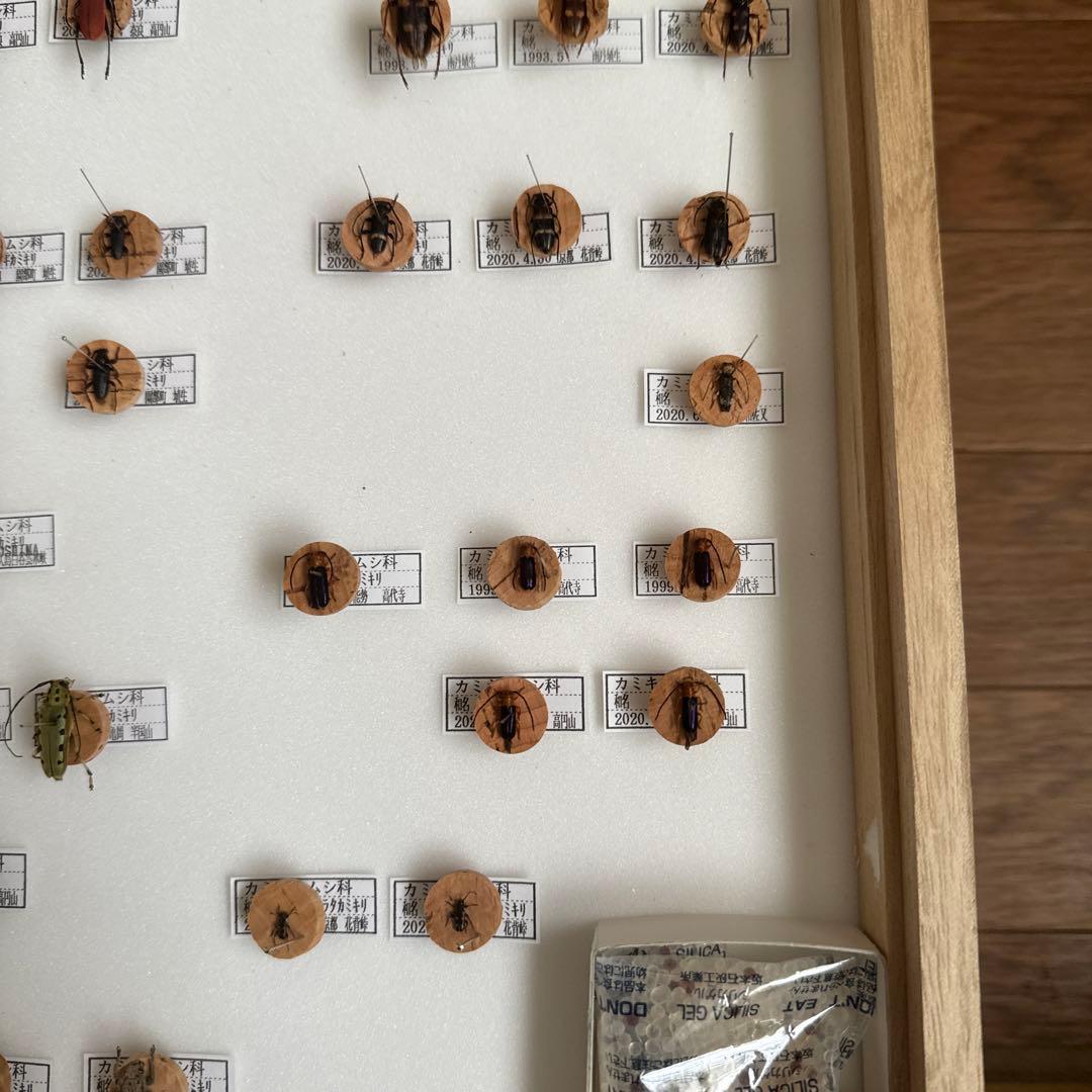 カミキリムシ標本❌3