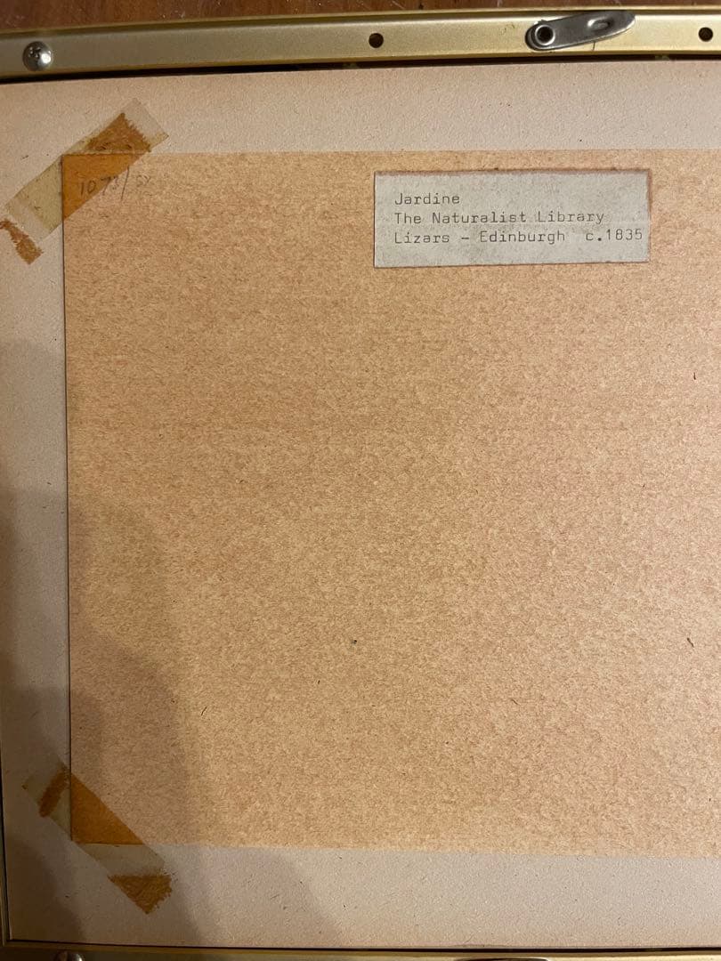 ウィリアム・ホーム・リザーズNaturalist Library Lizars