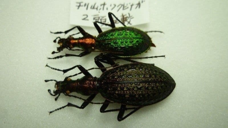 【外国産オサムシ標本】ホソクビナガオサムシ/韓国.智異山産/33mm