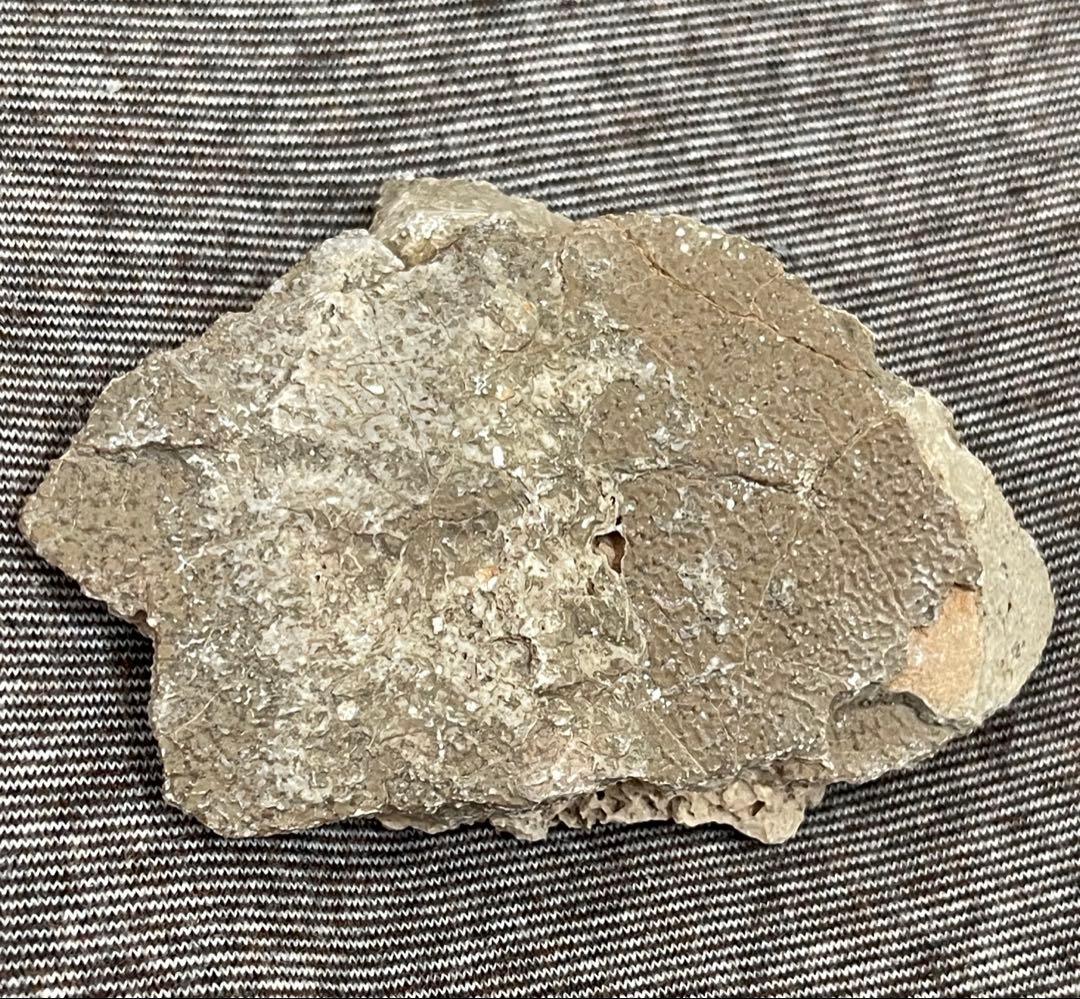 サルタサウルス 卵殻 化石 恐竜 鉱物標本 本物