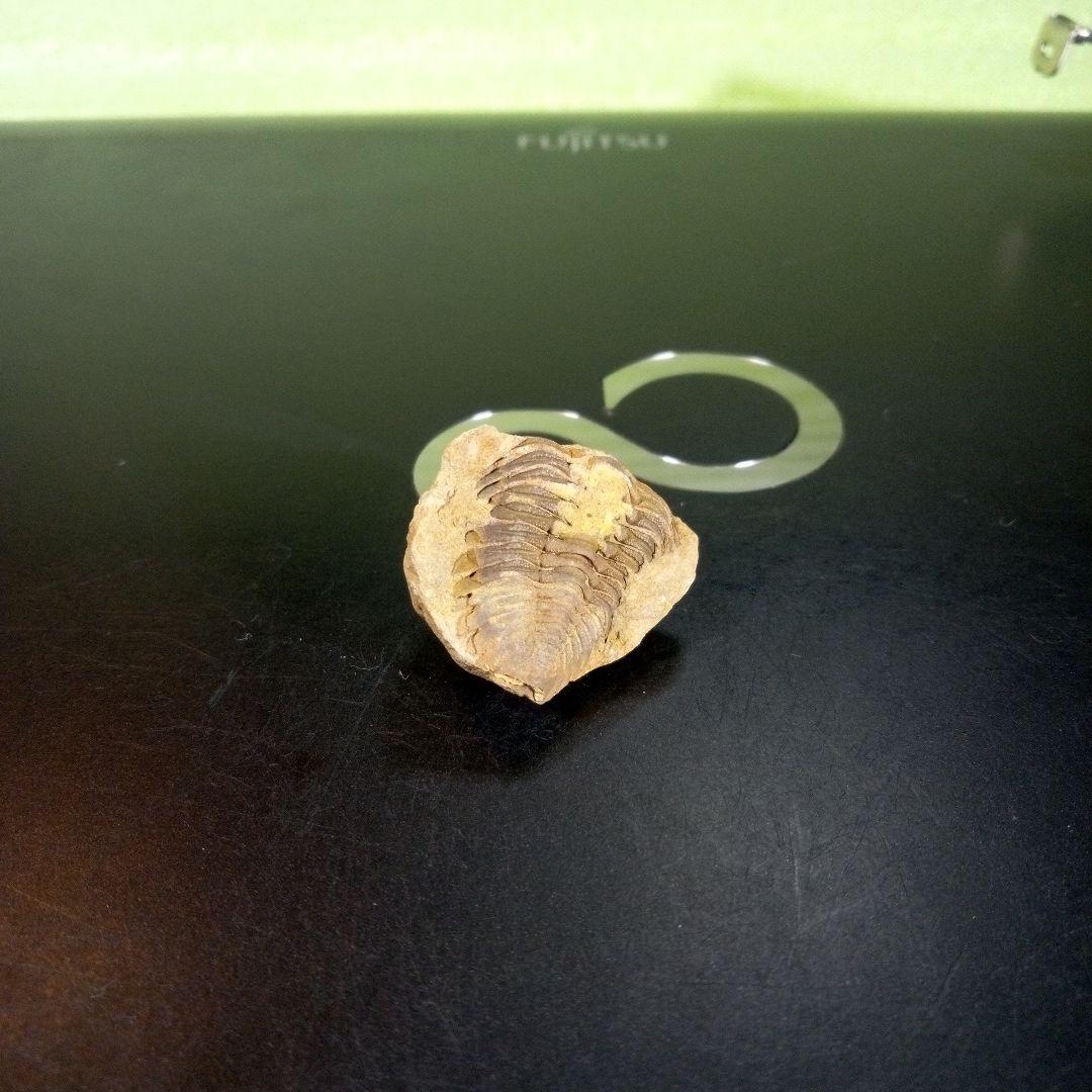 三葉虫　化石　fossil　海　ボリビア産　trilobite　海生動物判別⑤