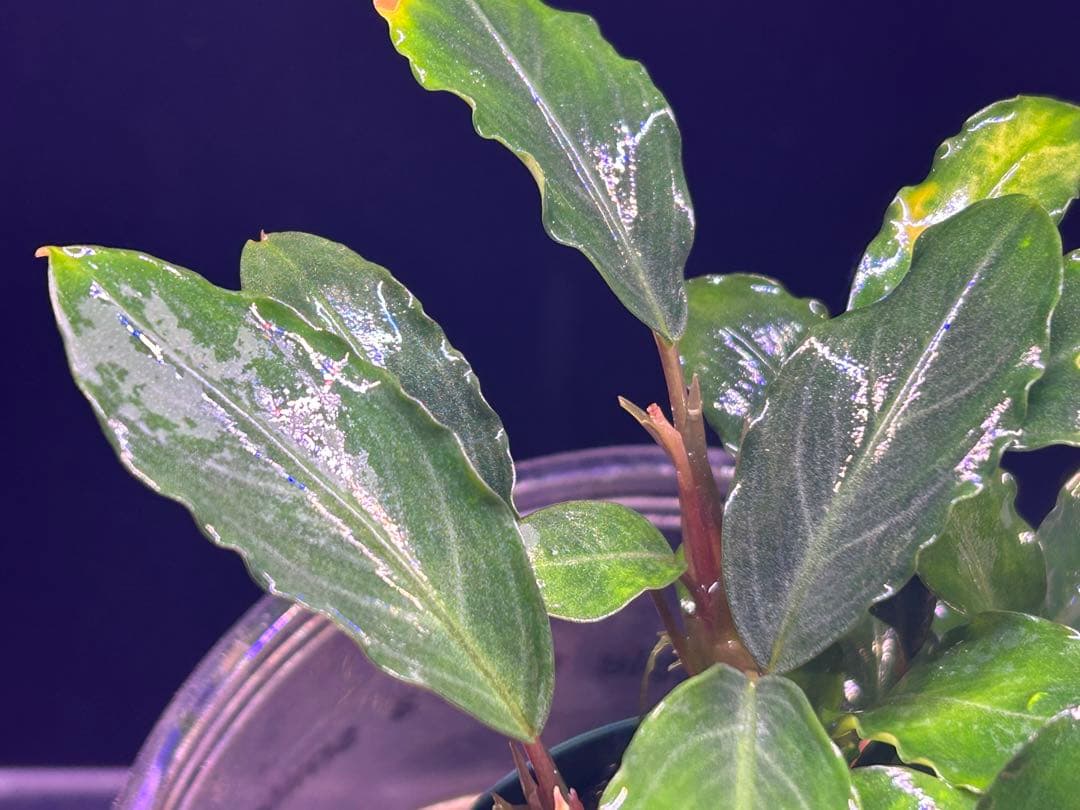 たおBucephalandr 各種