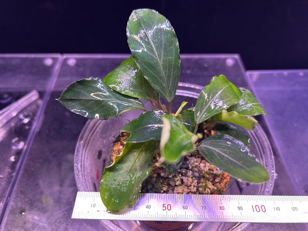 たおBucephalandr 各種