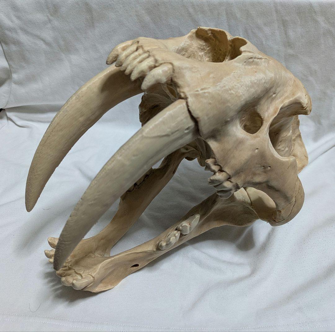 ぷ*ー様 サーベルタイガー　実寸大　化石　レプリカ