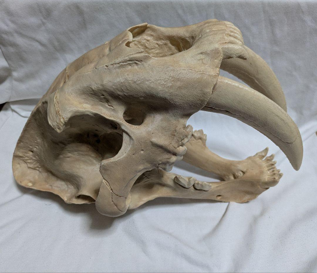 ぷ*ー様 サーベルタイガー　実寸大　化石　レプリカ