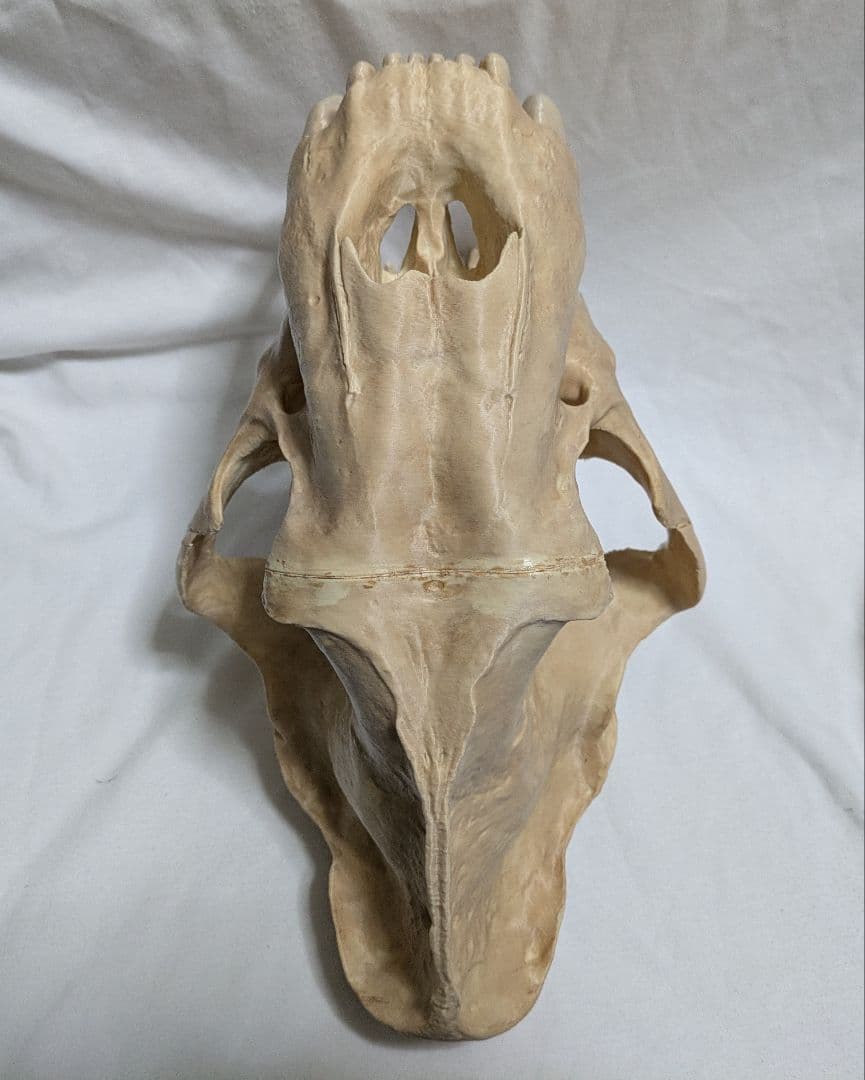 ぷ*ー様 サーベルタイガー　実寸大　化石　レプリカ