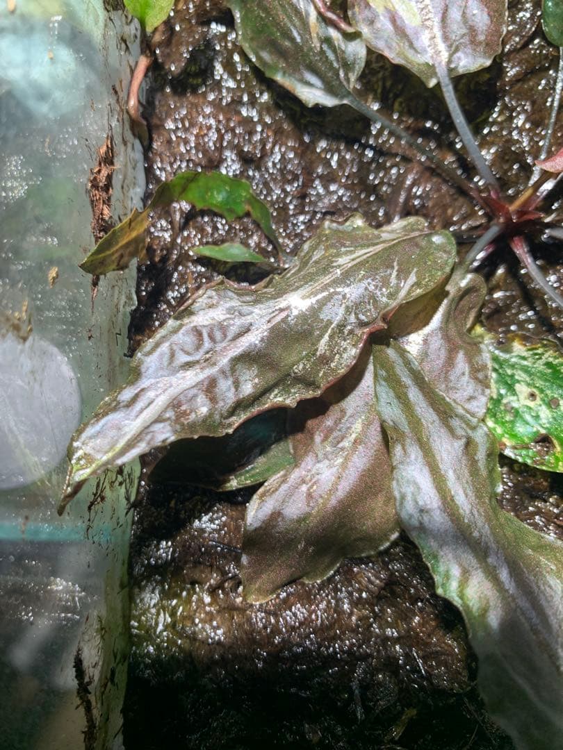 Cryptocoryne grabowskii \"Queen Bee\"クリプト