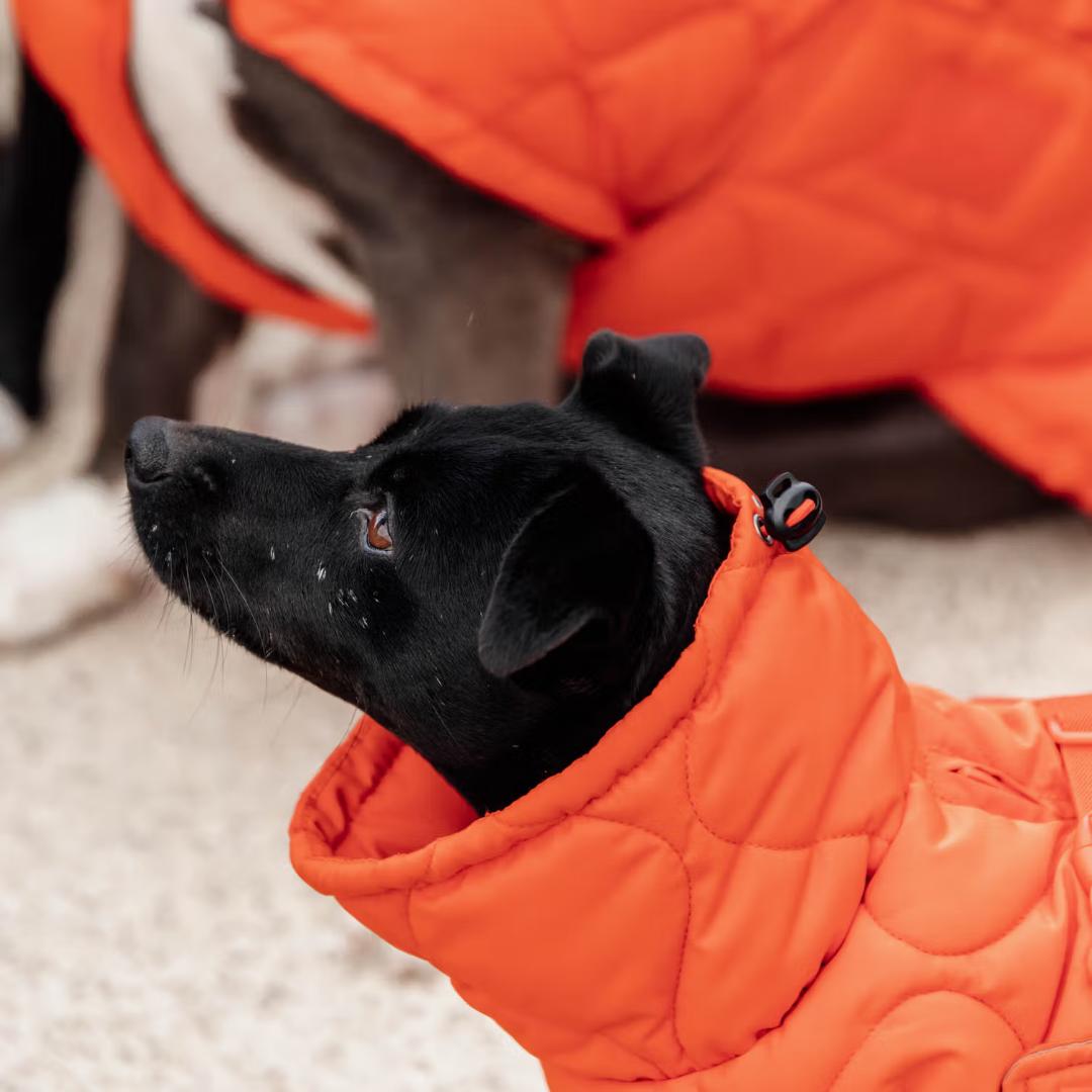 Kentucky Dogwear 未使用 コート ダウン 中綿入り