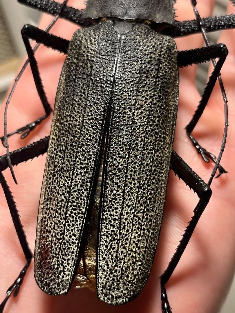 【111mm】Xixuthrus isyuniarkoiウスバカミキリ　標本