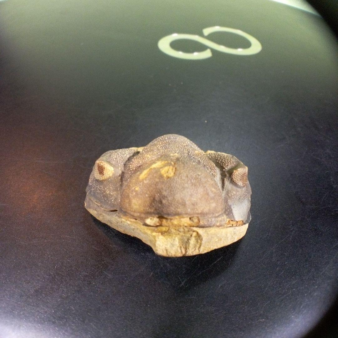 三葉虫　化石　fossil　ボリビア　trilobite　海生動物　三葉虫識別⑤