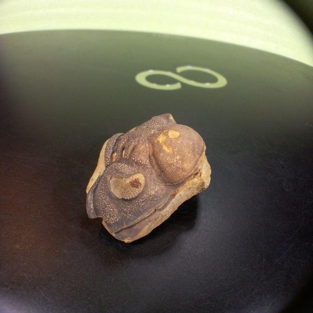 三葉虫　化石　fossil　ボリビア　trilobite　海生動物　三葉虫識別⑤
