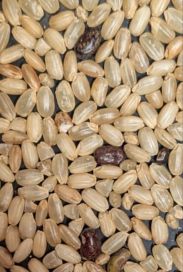 山口県産 コシヒカリ 白米3kg+玄米3kg 計6kg 長谷川さん専用