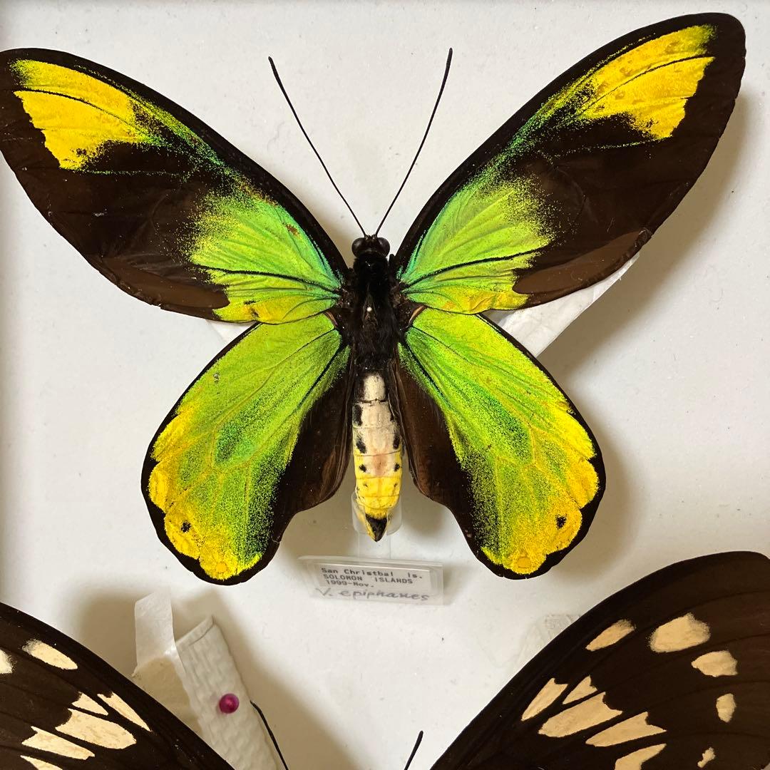 ビクトリアトリバネアゲハ♂♀